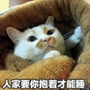 萌宠 喵星人 人家要你抱着才能睡 我要抱抱 可爱 活泼