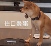 萌宠 汪星人 住口蠢蛋 别说话了 严肃 憨憨