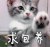猫咪 求包养 可爱 挠挠