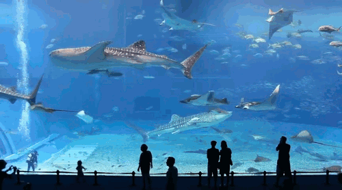 唯美 鲨鱼 鱼 美 好多鱼 被吸引 海洋馆