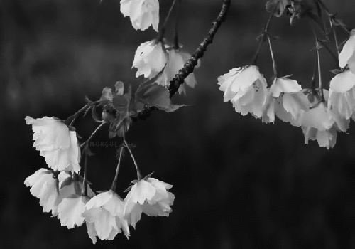 花朵 树枝 风 黑色 白色
