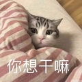 猫咪 可爱 呆萌 斗图 你想干嘛