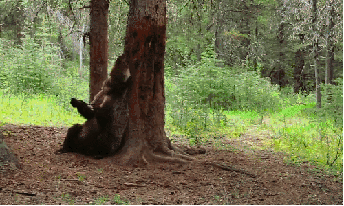 地球脉动 挠痒 搞笑 棕熊 纪录片