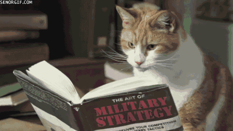 猫咪 看书 搞笑 舔抓