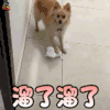 萌宠 狗 汪星人 溜了溜了 搞怪