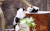 熊猫 panda