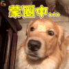 狗 汪星人 萌宠 蒙圈中 soogif soogif出品