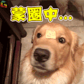 狗 汪星人 萌宠 蒙圈中 soogif soogif出品