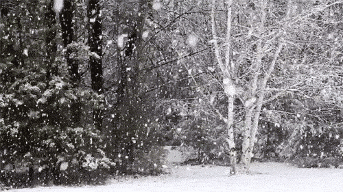 雪景 冬天 树挂 下雪