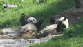 熊猫 竹子 吃货 嗮太阳
