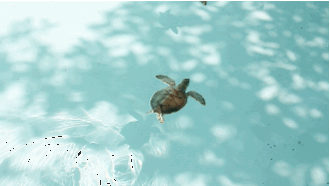 游泳 水 宝贝 海龟 坎昆 excaret