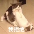 我拒绝 猫咪 躺着 搞笑