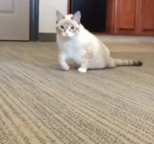 猫咪 拖着走 地毯 可爱 萌宠