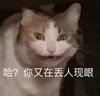 萌宠 猫星人 哈哈 你又在这丢人现眼 呆萌 可爱