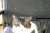 可爱 萌 下午 gif