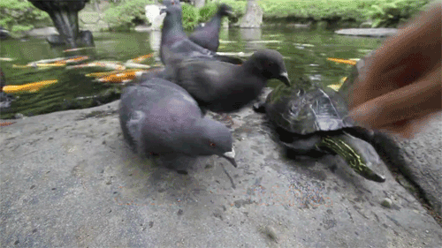 鸽子 乌龟 爬行 吃东西