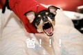小狗狗 汪星人 爸 搞笑 大叫 斗图