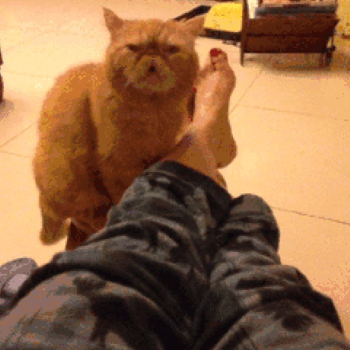 猫咪 臭脚 好臭 搞笑