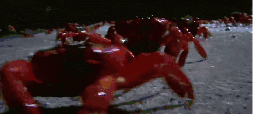 动物 大红蟹 大迁徙 爬 纪录片