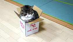 猫咪 猫猫 可爱 盒子 gif