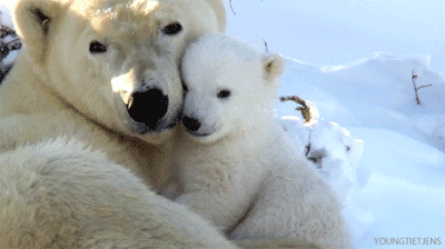 北极熊 母子 亲热 有爱 惬意 蹭蹭