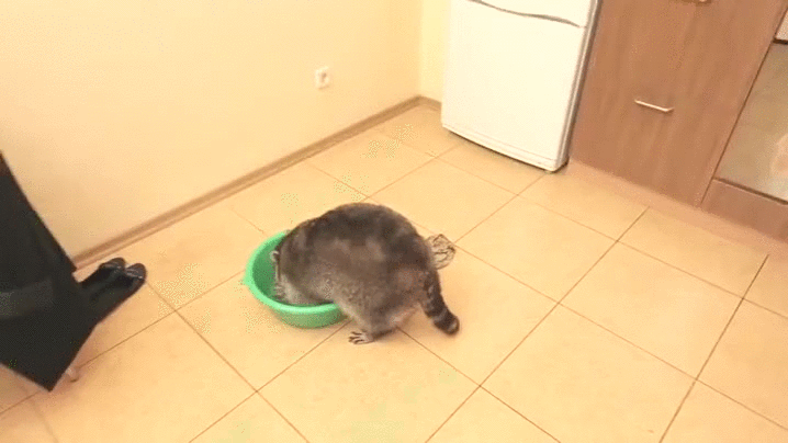 浣熊 raccoon 喝水 玩具 恶作剧