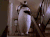企鹅 penguin