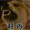 萌宠 汪星人 超凶 凶巴巴 可爱 呆萌