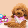 狗狗 可爱 萌宠 汪星人