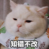 萌宠 猫星人 知错不改 你能咋滴 搞怪 逗