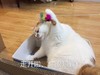 萌宠 猫星人 走开啦 你很烦 呆萌 可爱