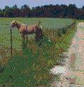 草原 马 跳起来 跟着跑