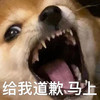萌宠 汪星人 给我道歉 马上 呆萌 可爱