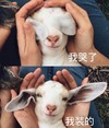 萌宠 小羊 我哭了 我装的 搞怪 逗