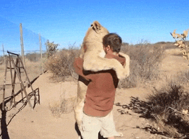 狮子 拥抱 主人 有爱