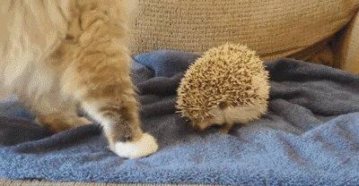 动物 萌宠 猫 刺猬 惊吓 搞笑