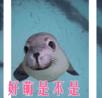 好萌是不是