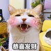 萌宠 喵星人 新年快乐 恭喜发财 可爱 顽皮