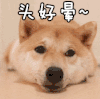 狗狗 头好晕 可爱 萌宠