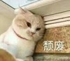 萌宠 喵星人 颓废 生无可恋 憨憨 可爱