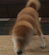 柴犬 萌宠 魔性 可爱