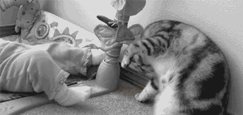小猫 猫 P 猫 宠物 猫的GIF 猫的GIF 小猫 小猫GIF 猫的GIF 小猫GIF 猫宝宝 小猫