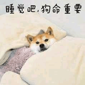 睡覺吧 狗命重要 柴犬 狗 搞怪 逗