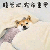 睡觉吧 狗命重要 柴犬 狗 搞怪 逗