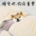 睡觉吧 狗命重要 柴犬 狗