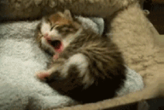 小猫 打哈欠 困倦 睡觉