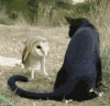 猫 动物 萌宠