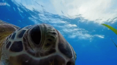海龟 蓝色星球 海洋 游来游去 大自然 历史