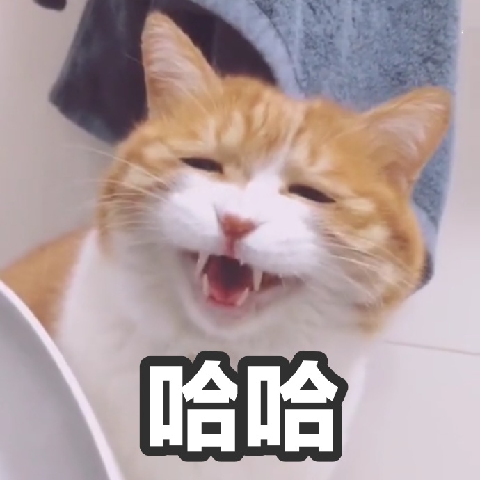 萌宠gif猫星人gif大笑gif哈哈哈gif搞怪gif逗gif