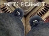 萌宠 猫星人 你醒了 你已经被鸽了 搞怪 呆萌